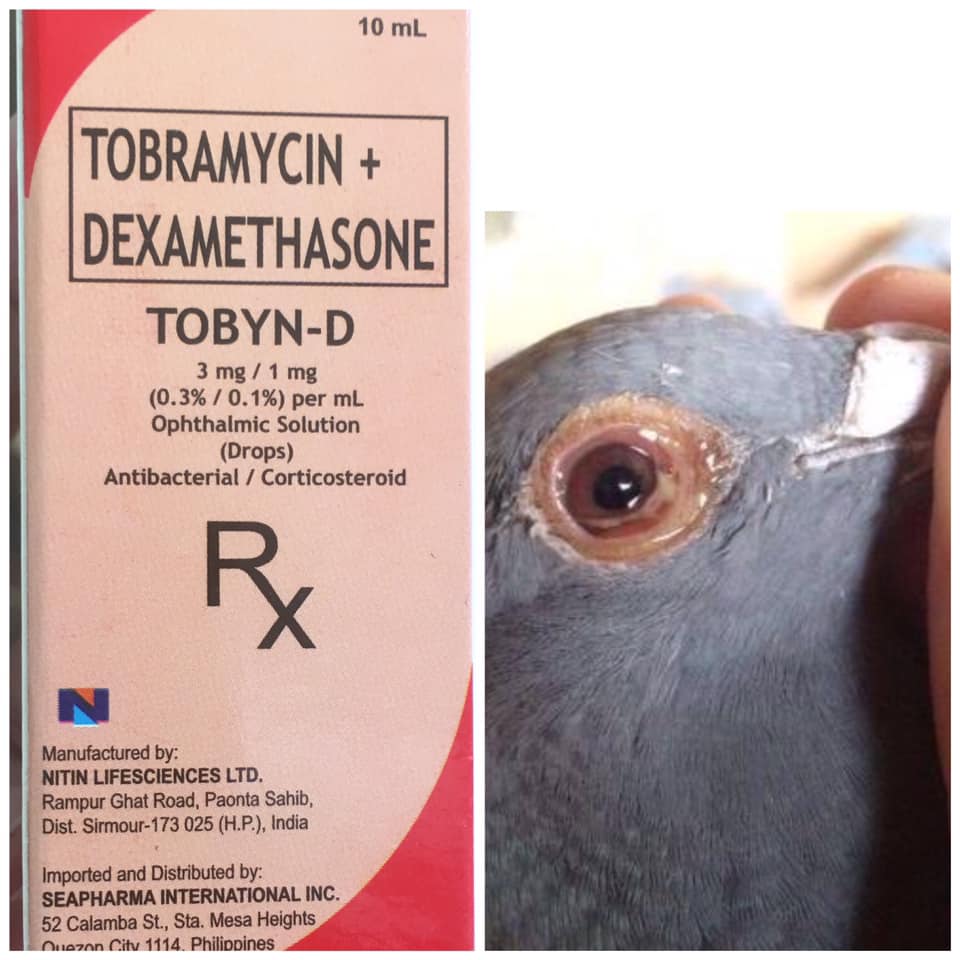 TOBYN-D Tobramycin / Dexamethasone 3mg / 1mg (0.3% / 0.1%) per mL ...